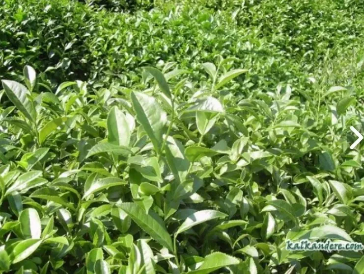 Çay Üreticileri Yaş Çaya En Az 20 TL Bandında Fiyat beklentisi İçinde