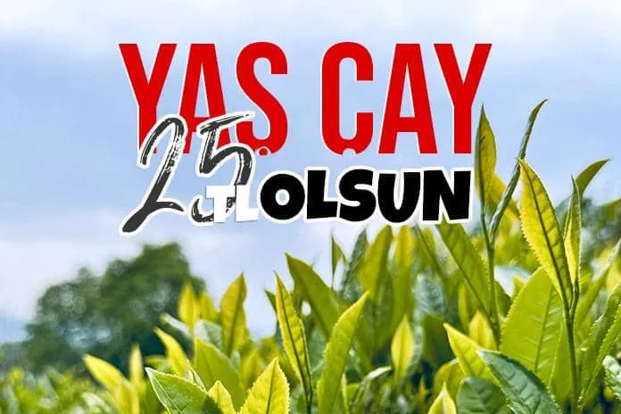 Çay Üreticilerinin 2024 Yılı Yaş Çay Beklentisi 25 Tl 