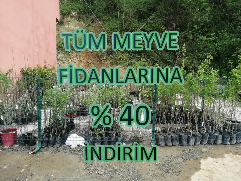 Tüm Meyve Fidanlarına NET %40 İNDİRİM