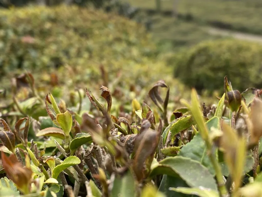 Rize’de çay tarlaları yandı, rekolte düşüklüğü bekleniyor