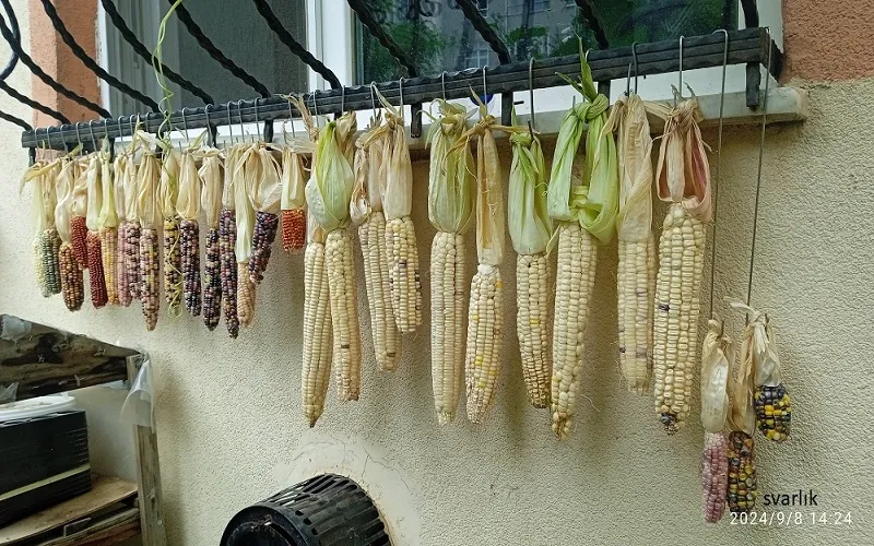 Mısır (Zea mays) Yetiştiriliçiği