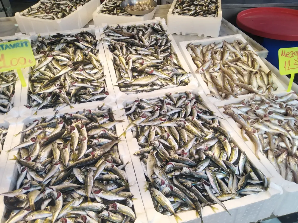 Hamsi ve İstavrit Rize