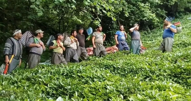 Gürcüler Çay Sezonunda Çay Toplamaya Gelmeyecek ! Bakın Neden ?