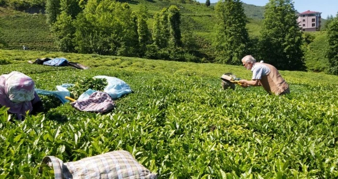 ÇAYKUR dan duyuru